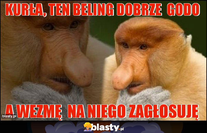 Kurła, ten Beling dobrze godo Kurła, ten Beling dobrze godo