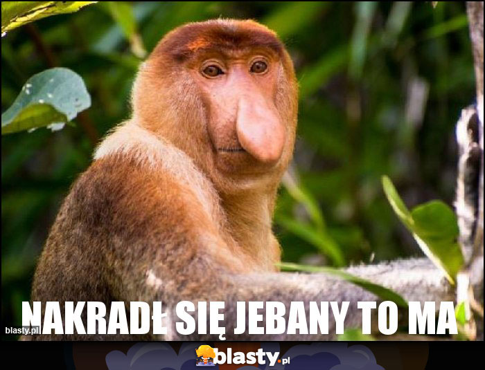 Nakradł się jebany to ma Nakradł się jebany to ma