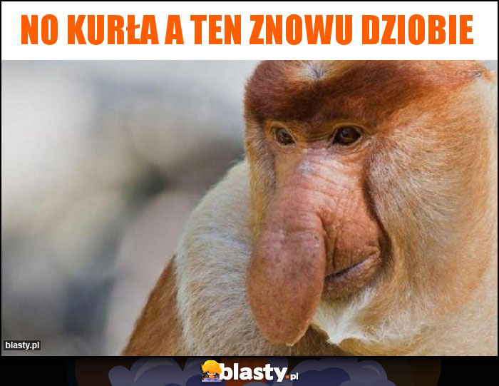 No Kurła a ten znowu dziobie No Kurła a ten znowu dziobie