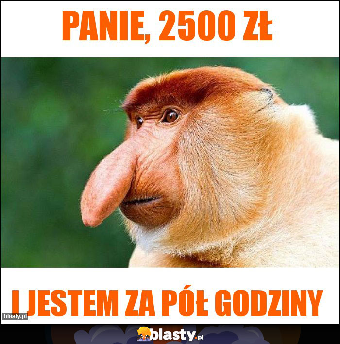 PANIE, 2500 zł PANIE, 2500 zł