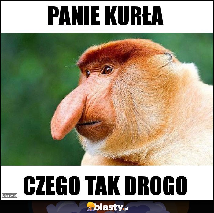 Panie Kurła Panie Kurła