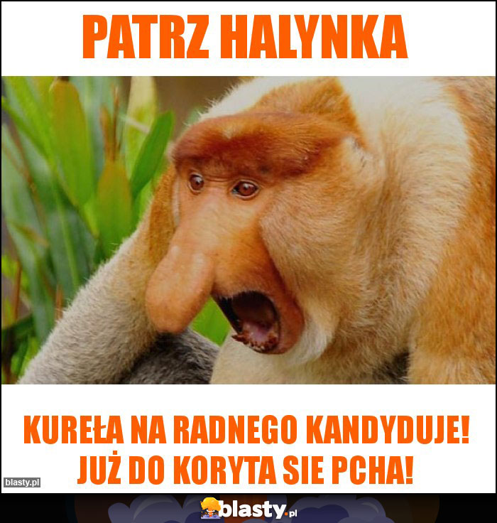 patrz halynka patrz halynka
