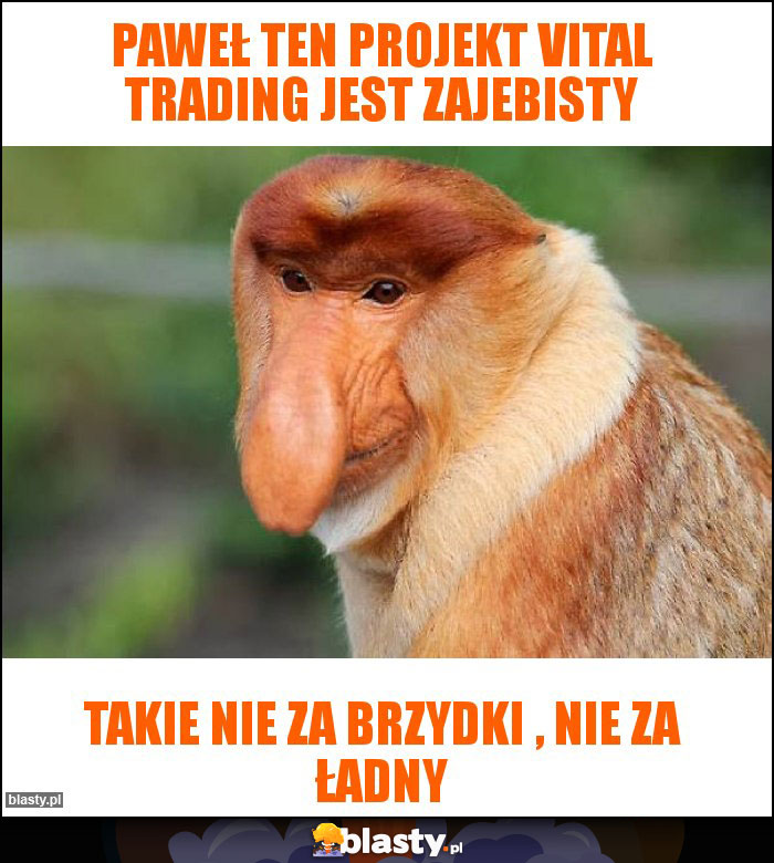 Paweł ten projekt vital trading jest zajebisty Paweł ten projekt vital trading jest zajebisty