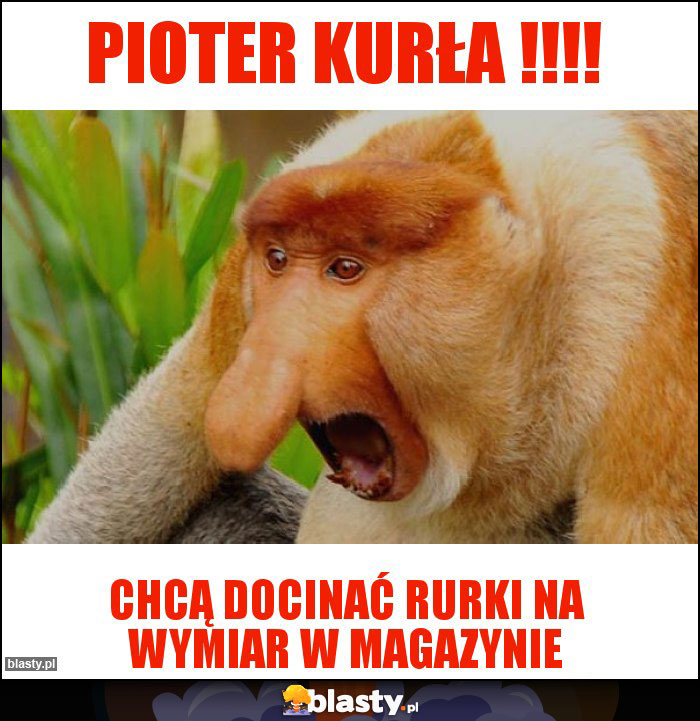 Pioter kurła !!!! Pioter kurła !!!!
