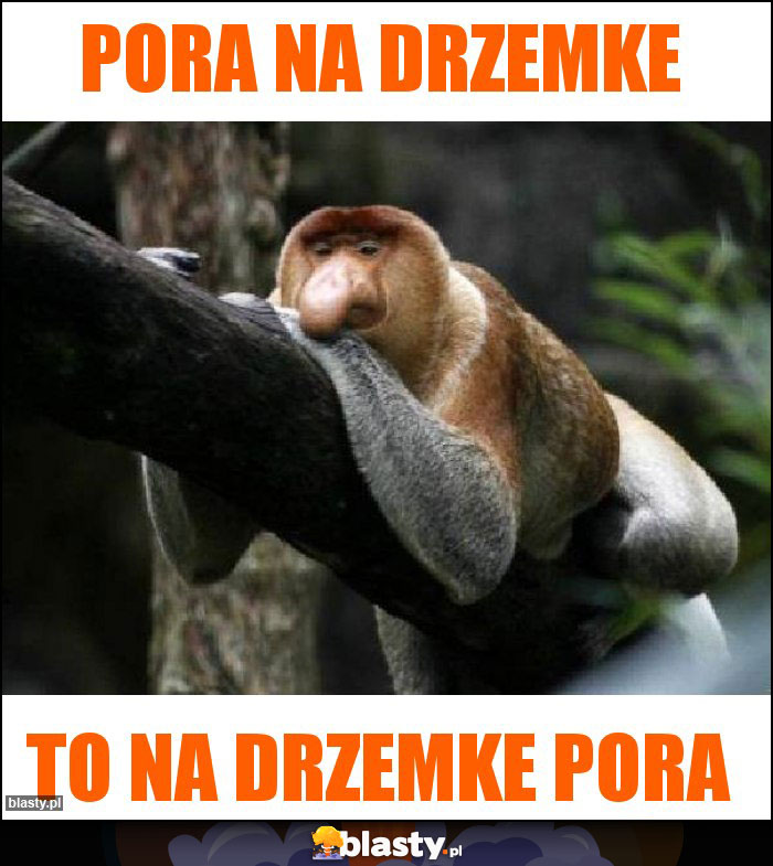 Pora na drzemke
