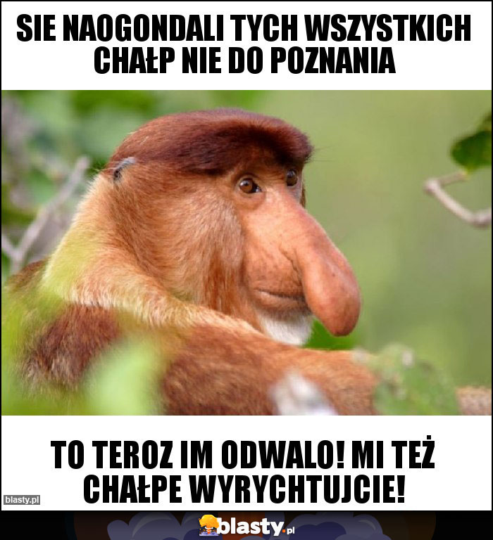 Sie naogondali tych wszystkich Chałp nie do poznania Sie naogondali tych wszystkich Chałp nie do poznania