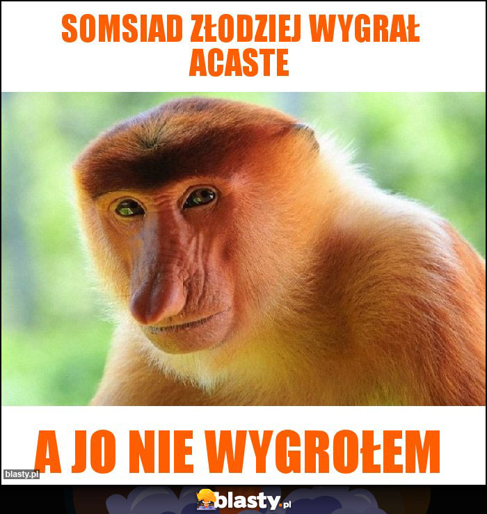Somsiad złodziej wygrał Acaste Somsiad złodziej wygrał Acaste