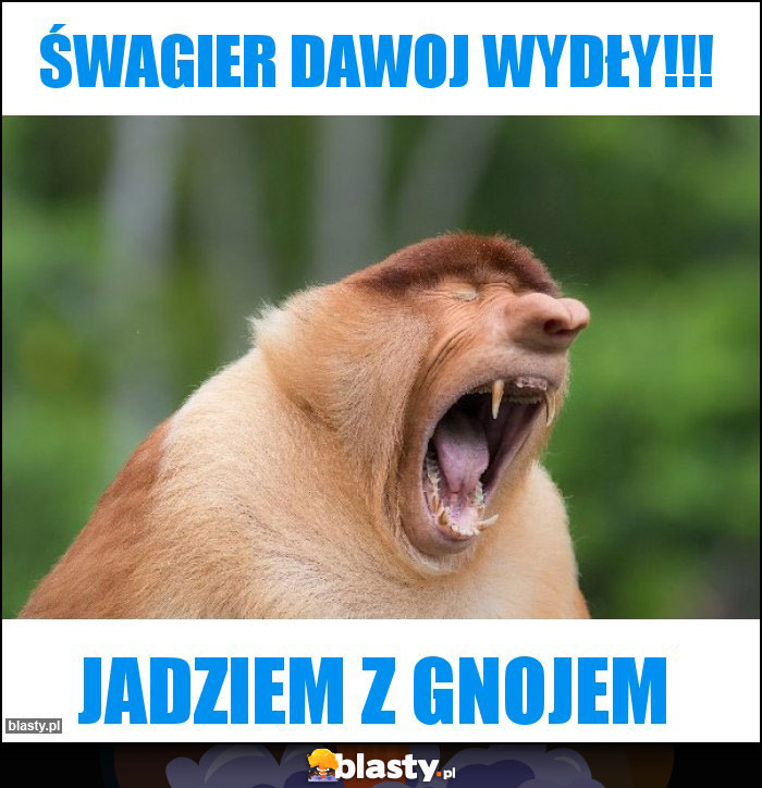 Śwagier dawoj wydły!!! Śwagier dawoj wydły!!!