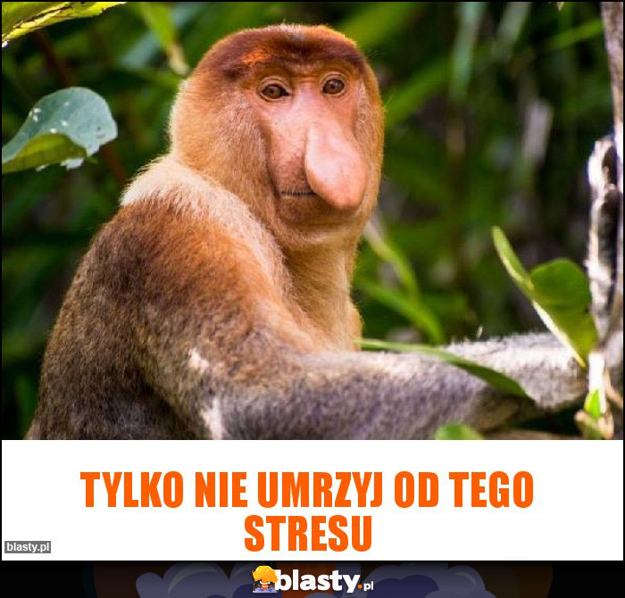 tylko nie umrzyj od tego stresu