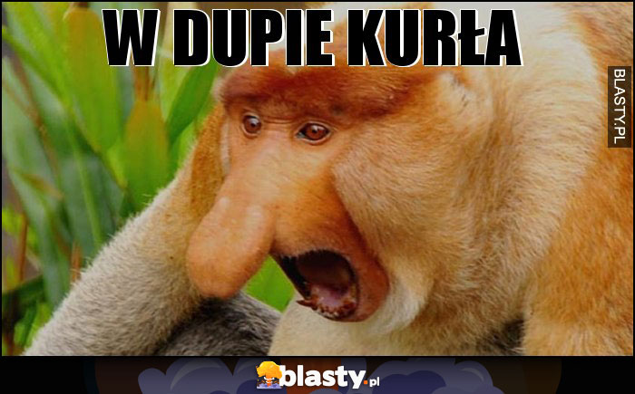 W Dupie kurła W Dupie kurła
