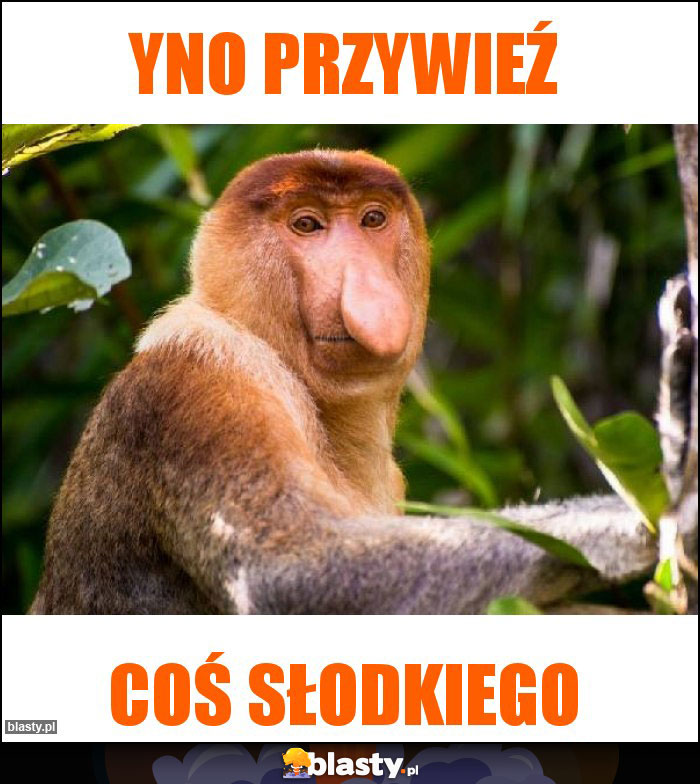 Yno przywieź Yno przywieź