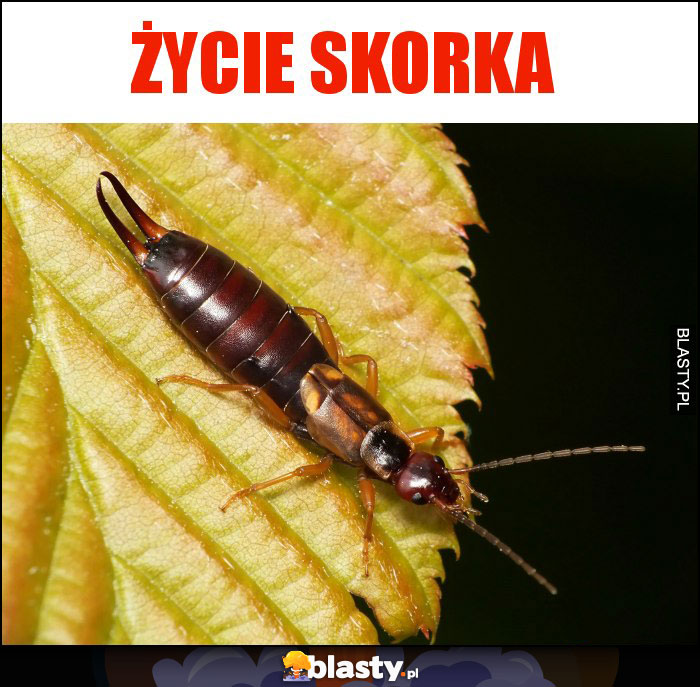 życie skorka życie skorka