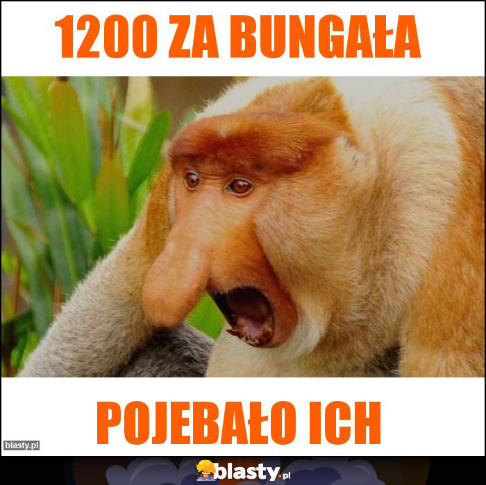 1200 za bungała 1200 za bungała