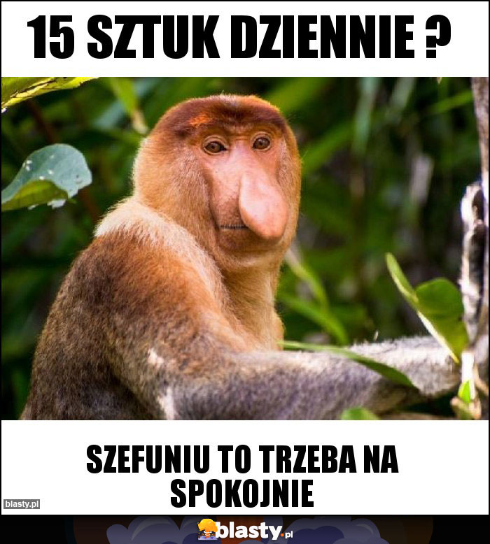 15 sztuk dziennie ? 15 sztuk dziennie ?