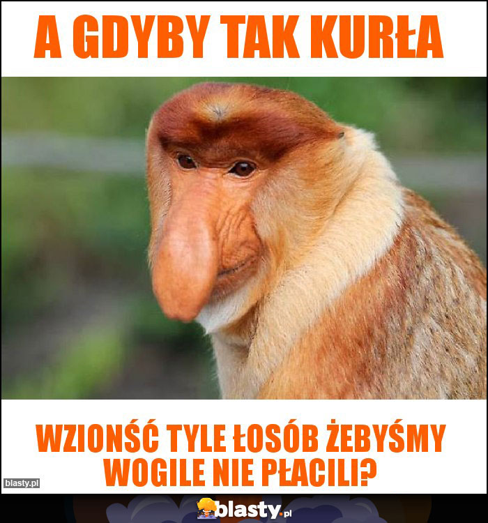 a gdyby tak kurła a gdyby tak kurła
