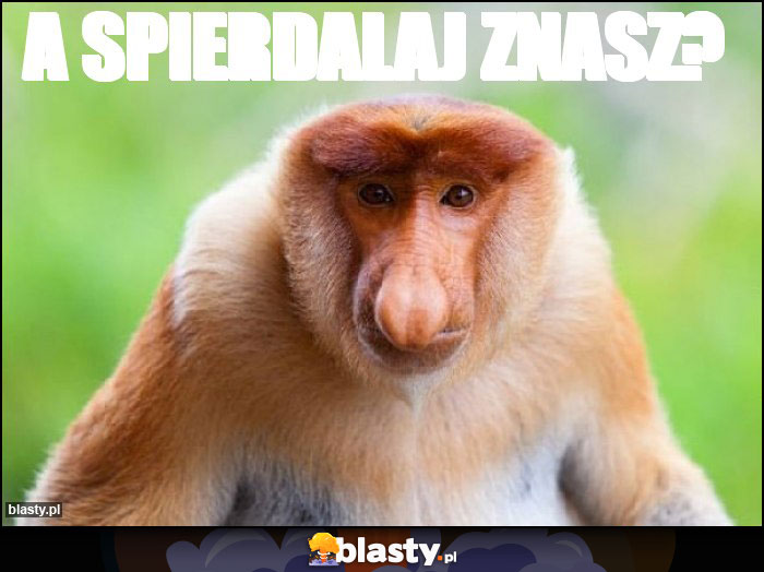A spierdalaj znasz? A spierdalaj znasz?