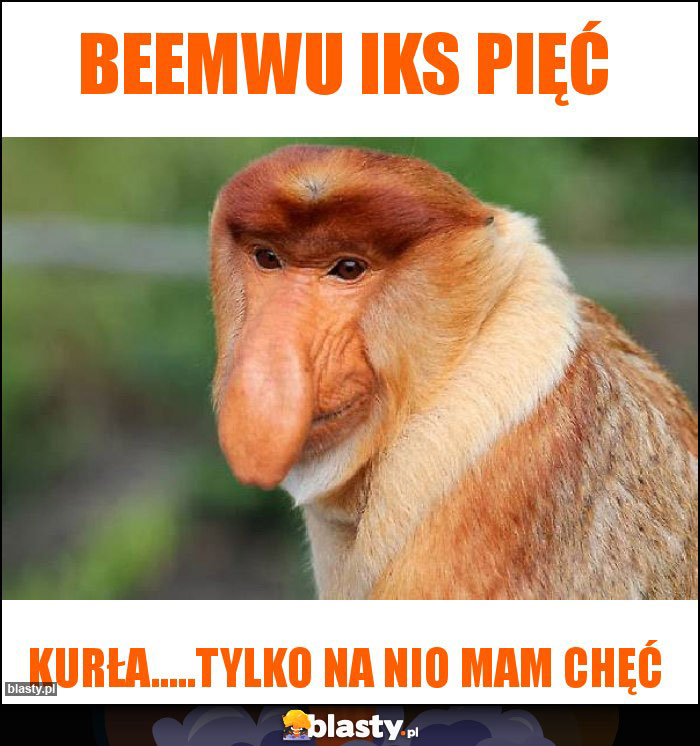 Beemwu iks pięć Beemwu iks pięć