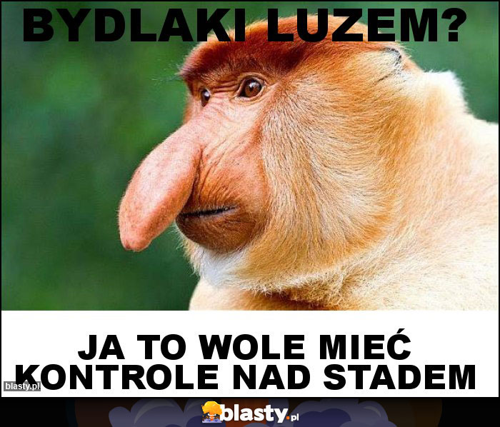 bydlaki luzem?