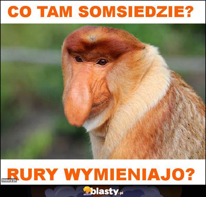 co tam somsiedzie? co tam somsiedzie?