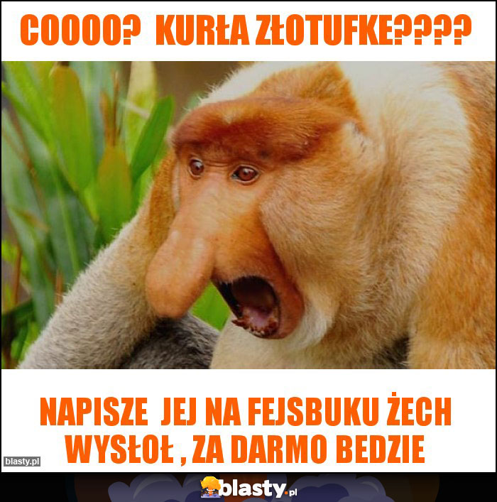 Coooo? Kurła Złotufke???? Coooo? Kurła Złotufke????