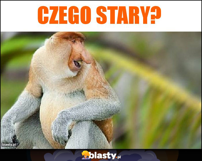 Czego stary? Czego stary?