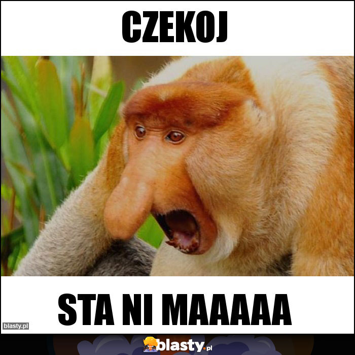 Czekoj