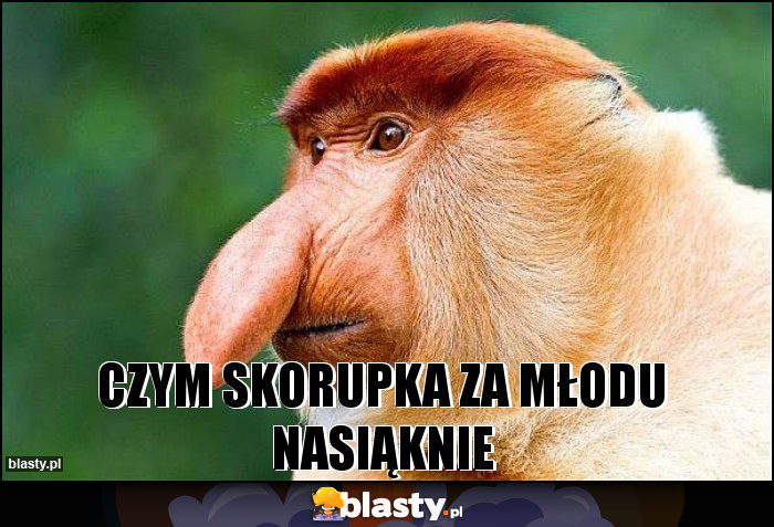 Czym skorupka za młodu nasiąknie Czym skorupka za młodu nasiąknie