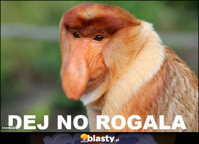 dej no rogala dej no rogala