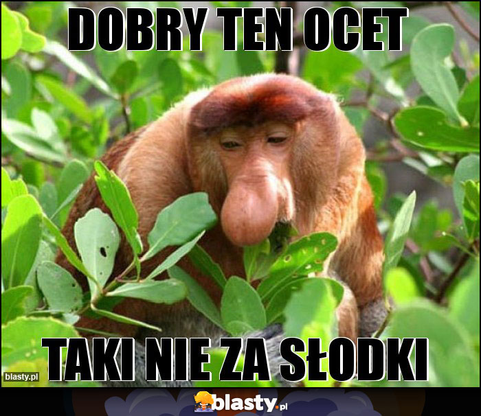 Dobry ten ocet Dobry ten ocet