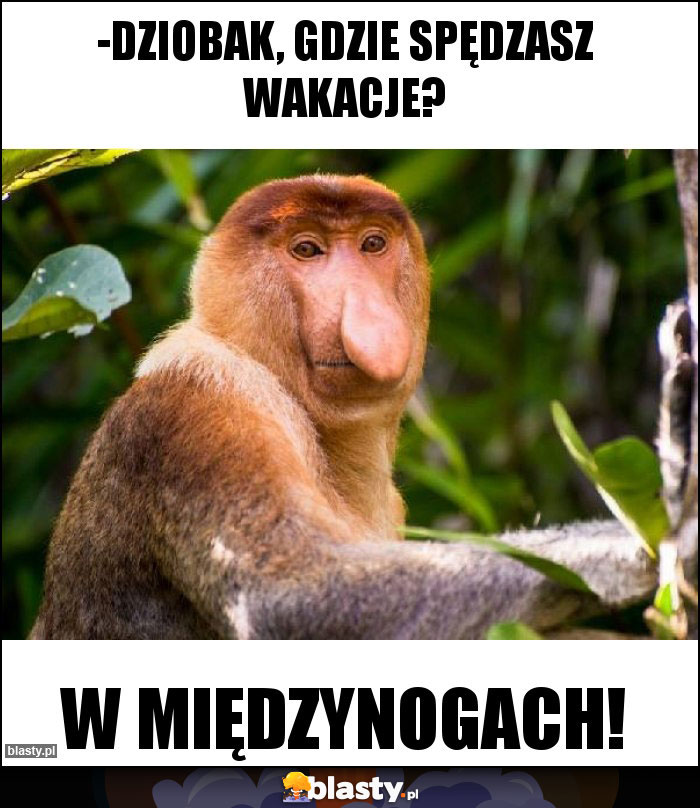 -dziobak, gdzie spędzasz wakacje? -dziobak, gdzie spędzasz wakacje?