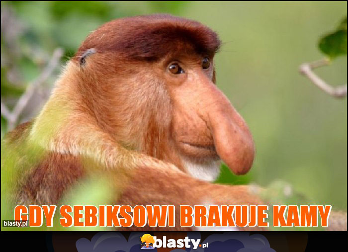Gdy sebiksowi brakuje kamy Gdy sebiksowi brakuje kamy