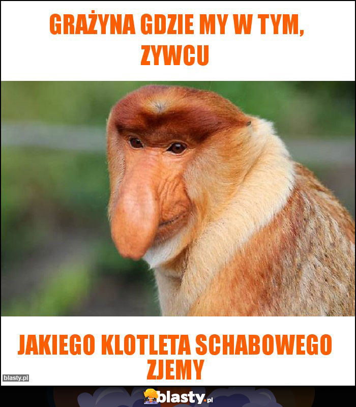 Grażyna gdzie my w tym, zywcu Grażyna gdzie my w tym, zywcu