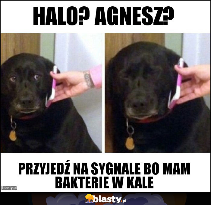 Halo? Agnesz? Halo? Agnesz?