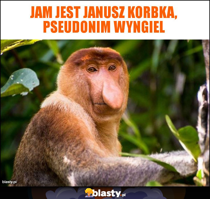 Jam jest Janusz korbka, pseudonim wyngiel Jam jest Janusz korbka, pseudonim wyngiel