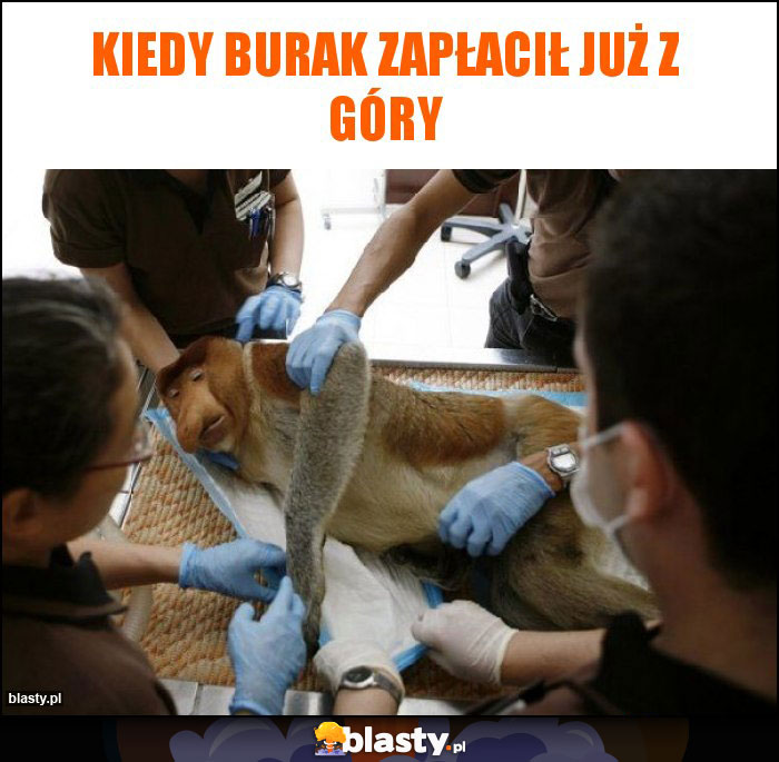 Kiedy burak zapłacił już z góry Kiedy burak zapłacił już z góry