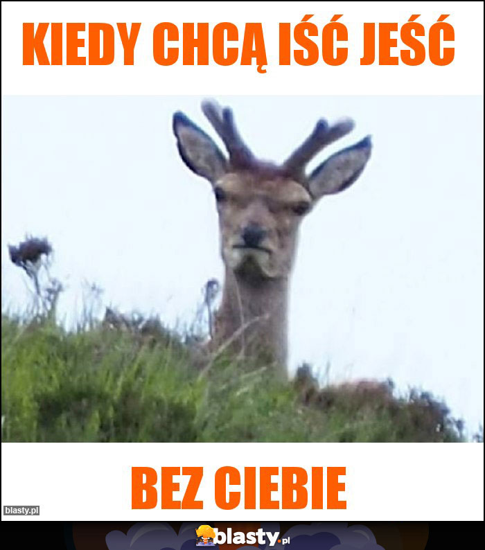 Kiedy chcą iść jeść Kiedy chcą iść jeść