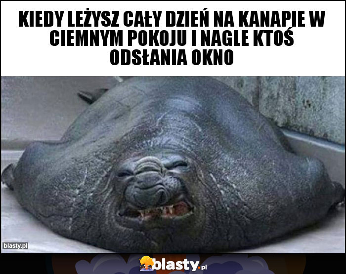 Kiedy leżysz cały dzień na kanapie w ciemnym pokoju i nagle ktoś odsłania okno Kiedy leżysz cały dzień na kanapie w ciemnym pokoju i nagle ktoś odsłania okno