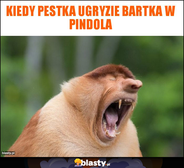 KIEDY PESTKA UGRYZIE BARTKA W PINDOLA KIEDY PESTKA UGRYZIE BARTKA W PINDOLA