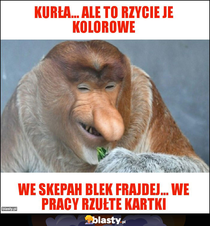 Kurła... Ale to rzycie je kolorowe Kurła... Ale to rzycie je kolorowe