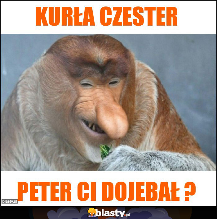 Kurła Czester Kurła Czester