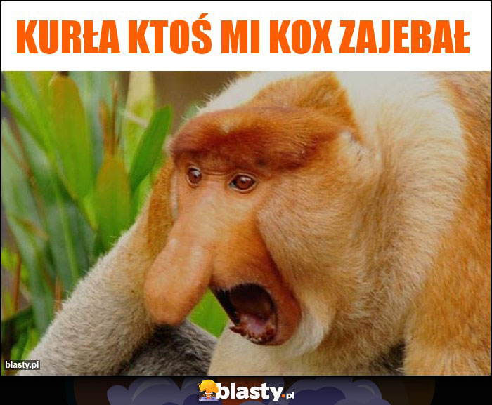 Kurła ktoś mi kox zajebał Kurła ktoś mi kox zajebał