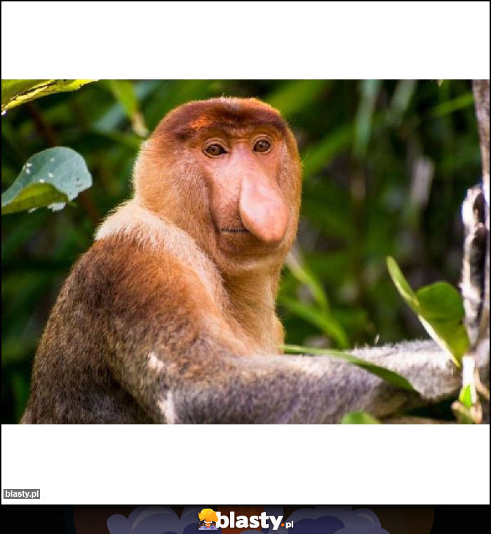 Kurła na chuj jo Kurła na chuj jo