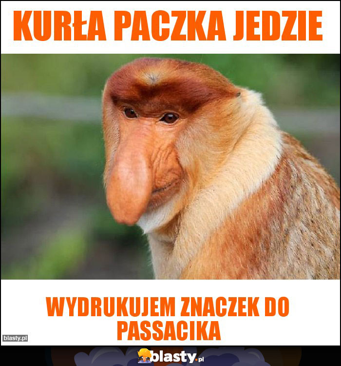 kurła paczka jedzie kurła paczka jedzie