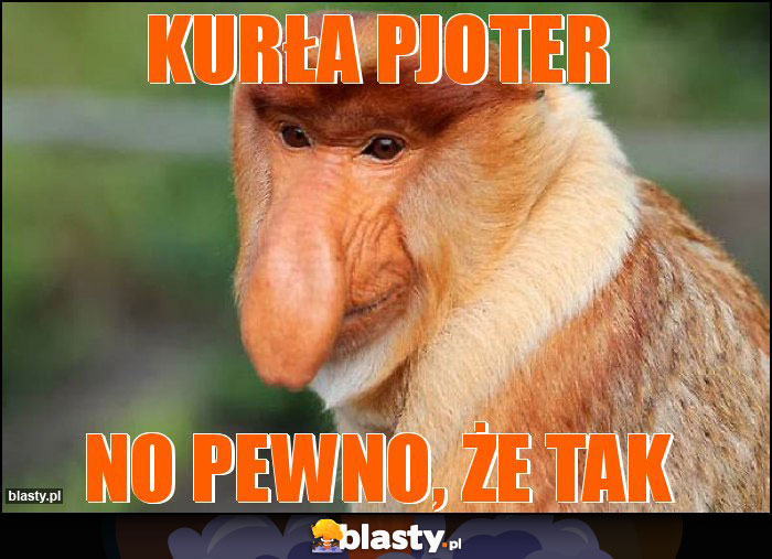 Kurła Pjoter Kurła Pjoter