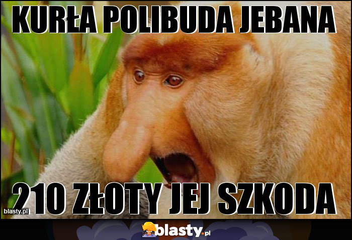 KURŁA polibuda jebana KURŁA polibuda jebana