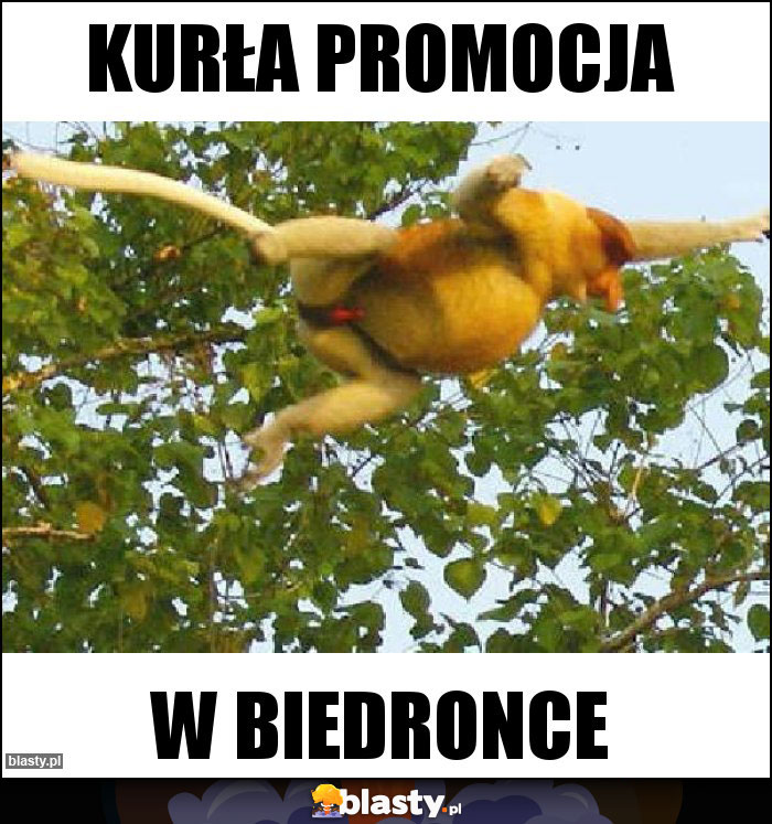 Kurła promocja Kurła promocja