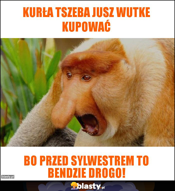 kurła tszeba jusz wutke kupować kurła tszeba jusz wutke kupować