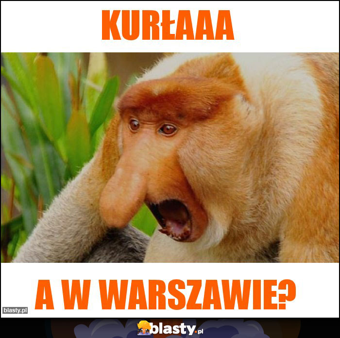 Kurłaaa