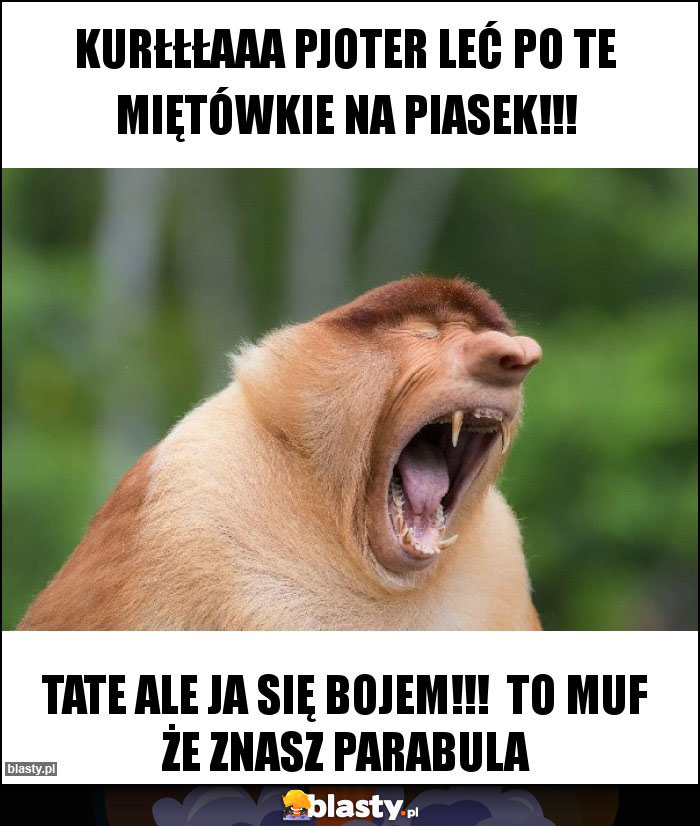 Kurłłłaaa Pjoter leć po te miętówkie na piasek!!! Kurłłłaaa Pjoter leć po te miętówkie na piasek!!!