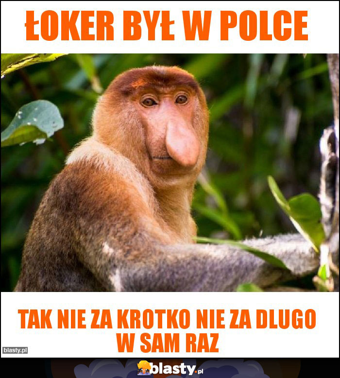 ŁOKER BYŁ W POLCE